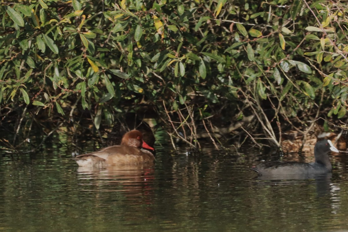 Red-crested Pochard - ML625663173