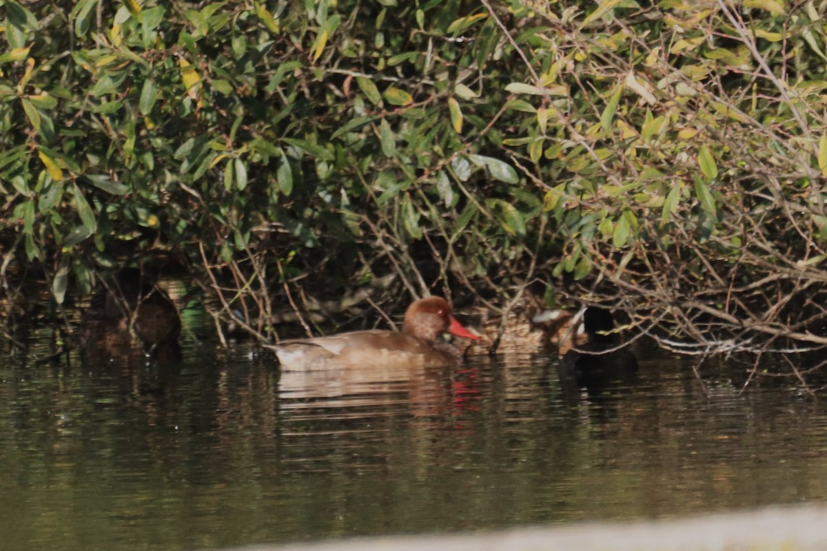 Red-crested Pochard - ML625663174