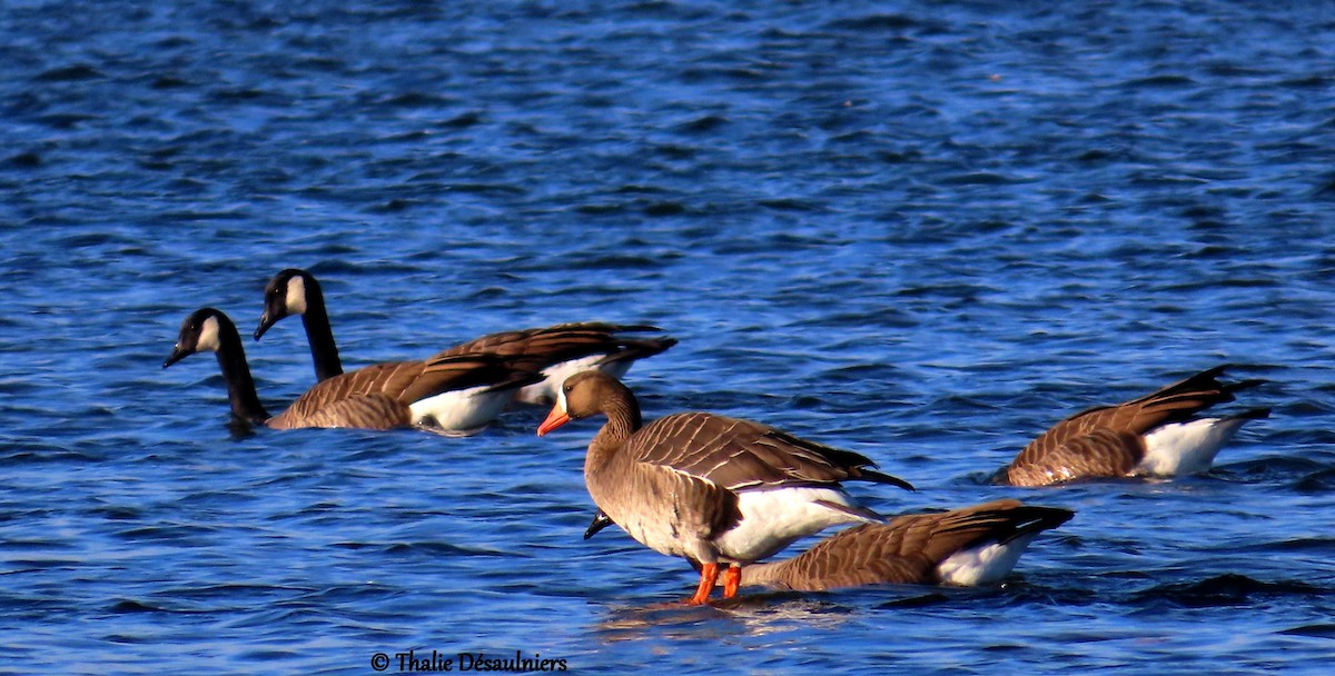 Greater White-fronted Goose - ML625663245