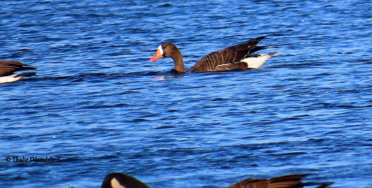 Greater White-fronted Goose - ML625663246