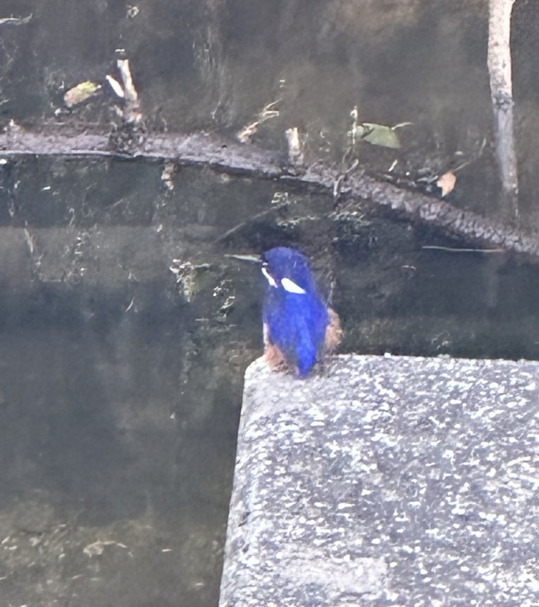 Azure Kingfisher - ML625663247