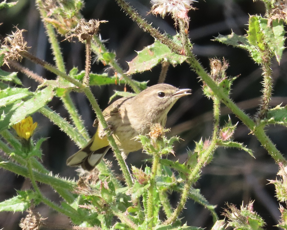 Palm Warbler (Western) - ML625663430