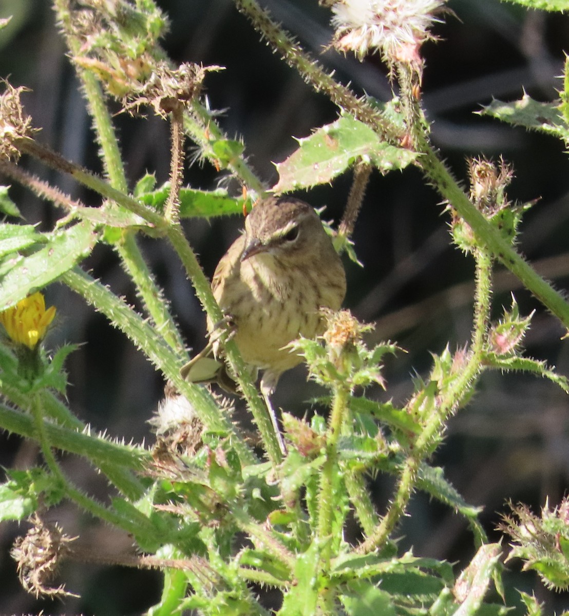 Palm Warbler (Western) - ML625663431