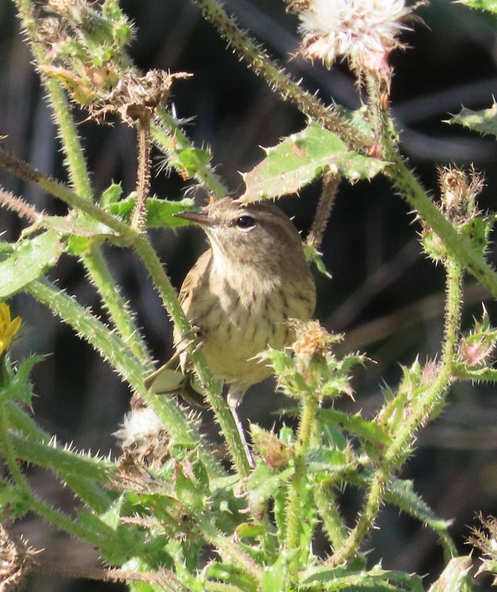 Palm Warbler (Western) - ML625663432