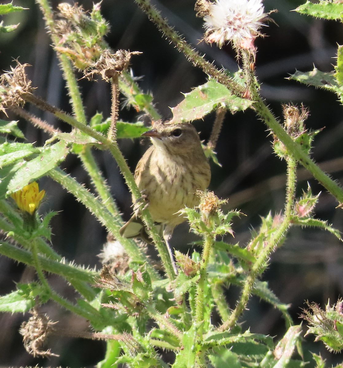 Palm Warbler (Western) - ML625663433