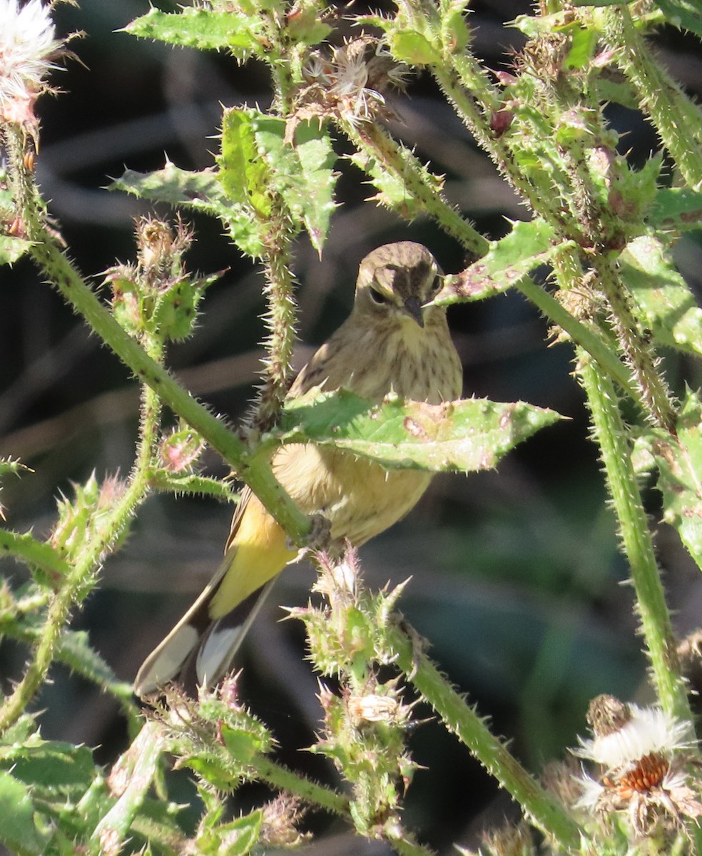 Palm Warbler (Western) - ML625663434
