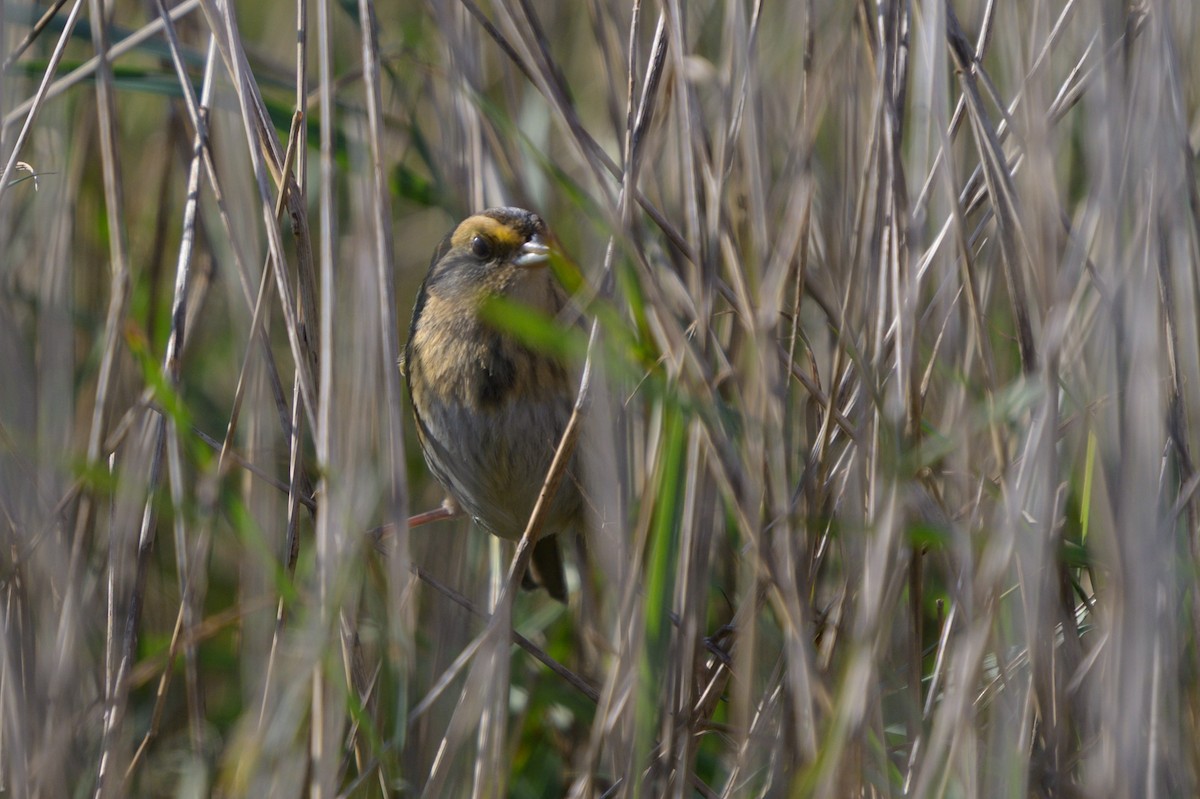 Nelson's Sparrow - ML625663517