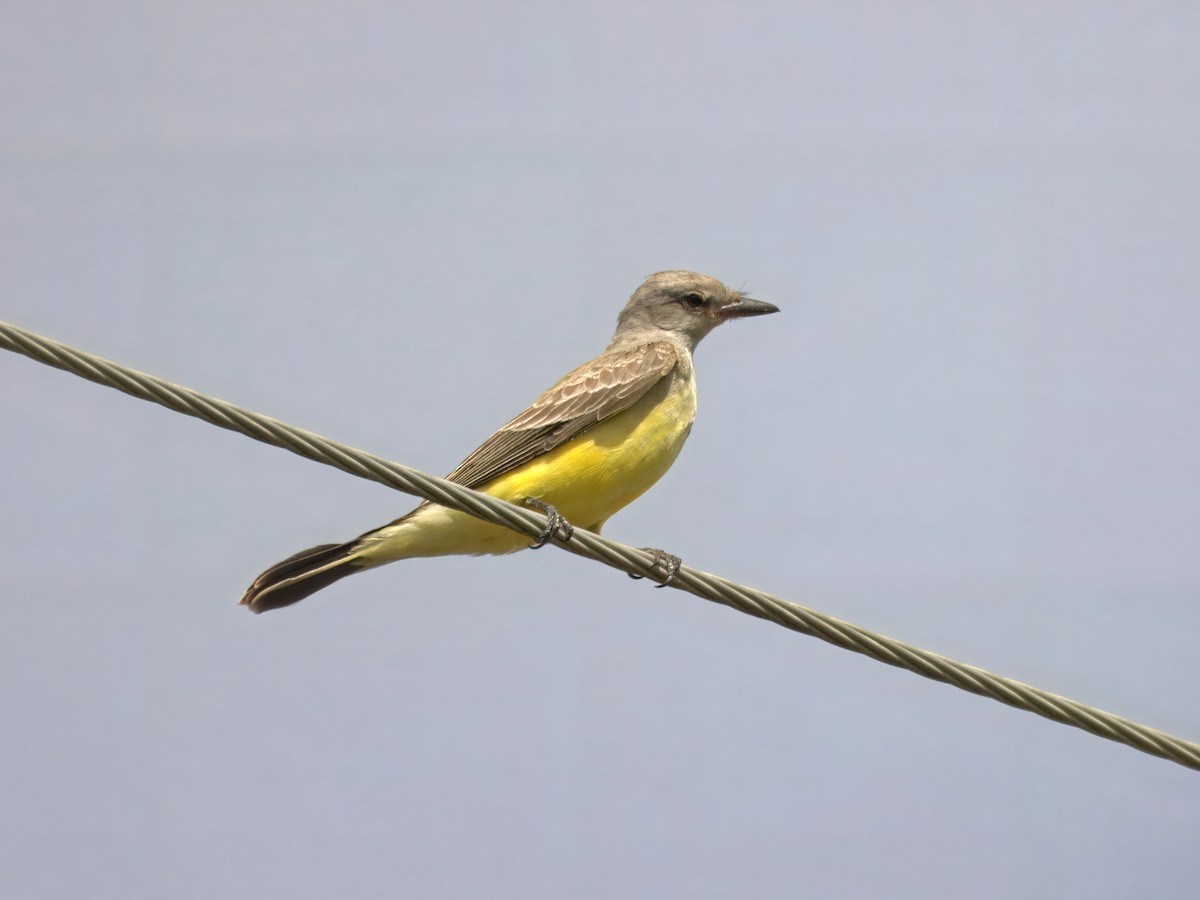 Western Kingbird - ML625663530