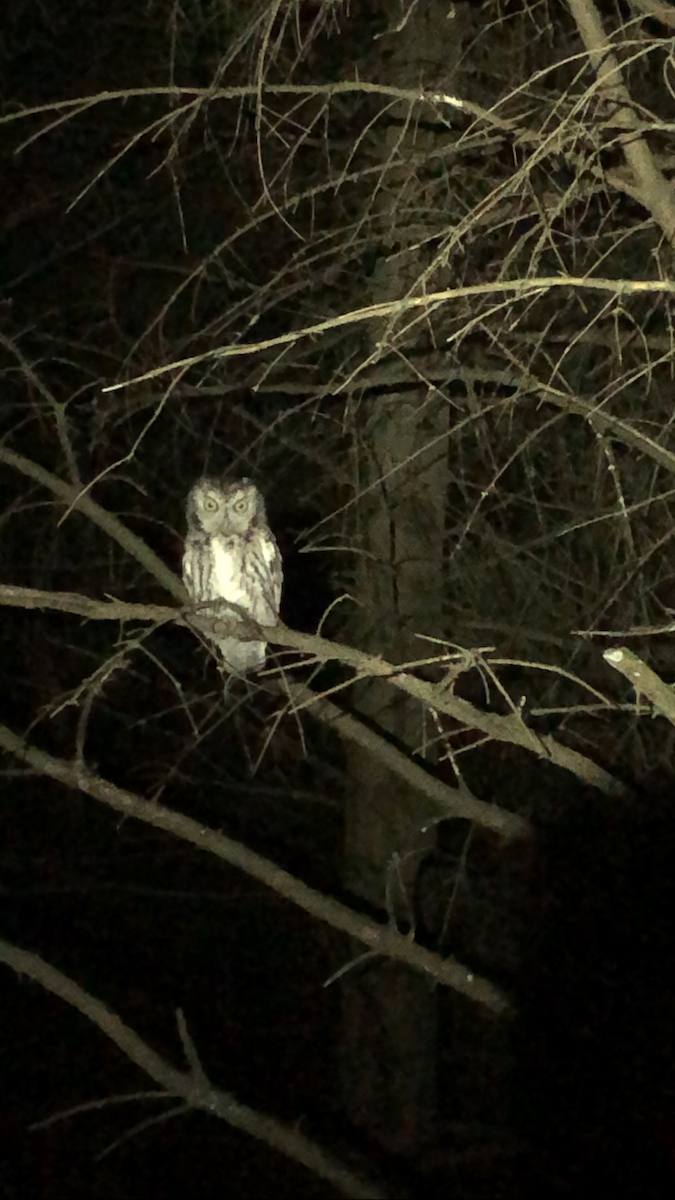 Eastern Screech-Owl - ML625663546