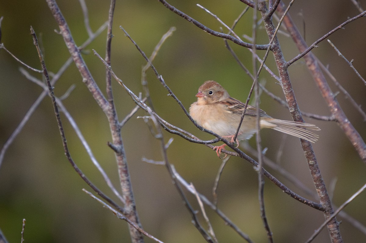 Field Sparrow - ML625663614