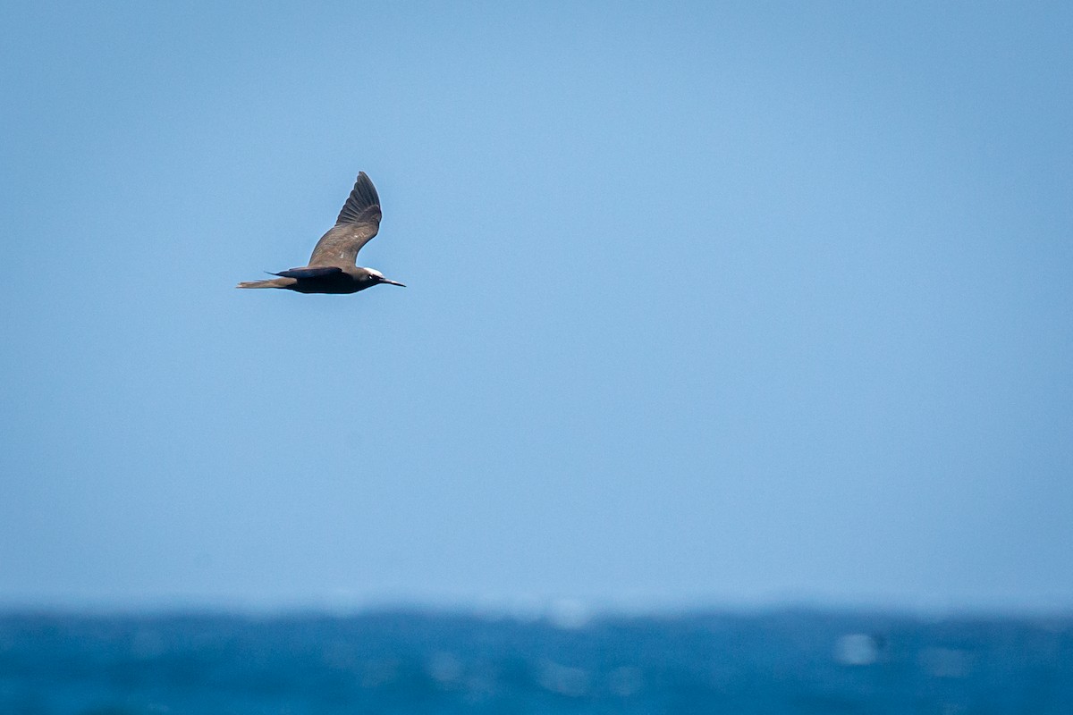 Brown Noddy - ML625663651