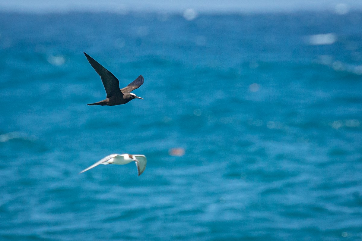 Brown Noddy - ML625663656