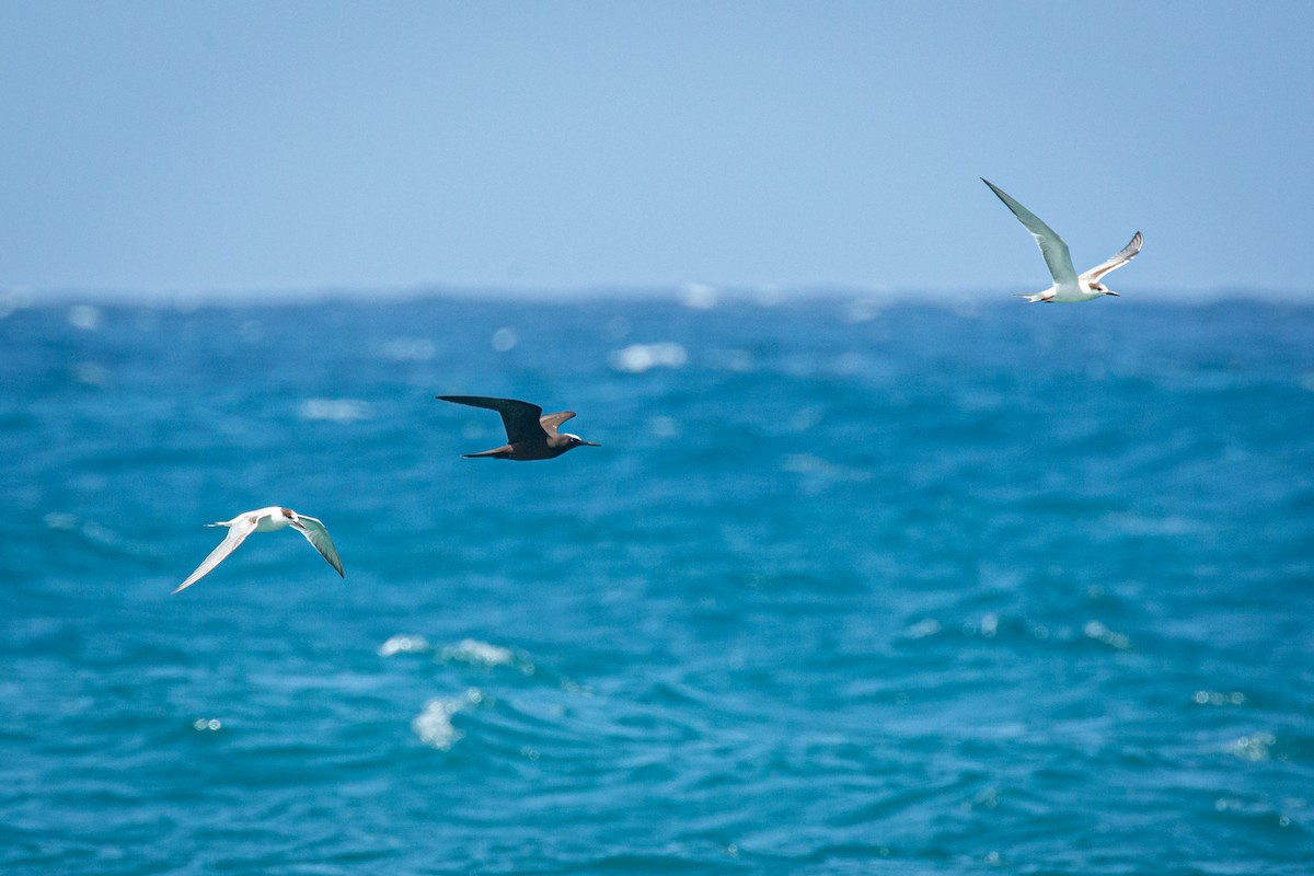 Brown Noddy - ML625663658