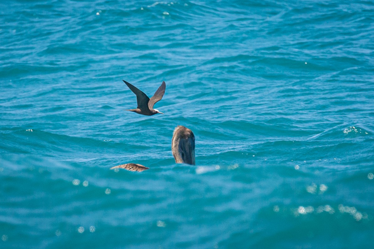 Brown Noddy - ML625663666