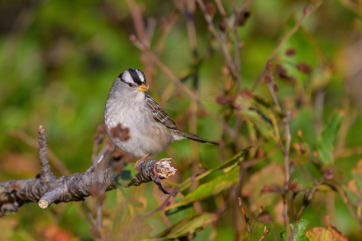 White-crowned Sparrow (Gambel's) - ML625663881