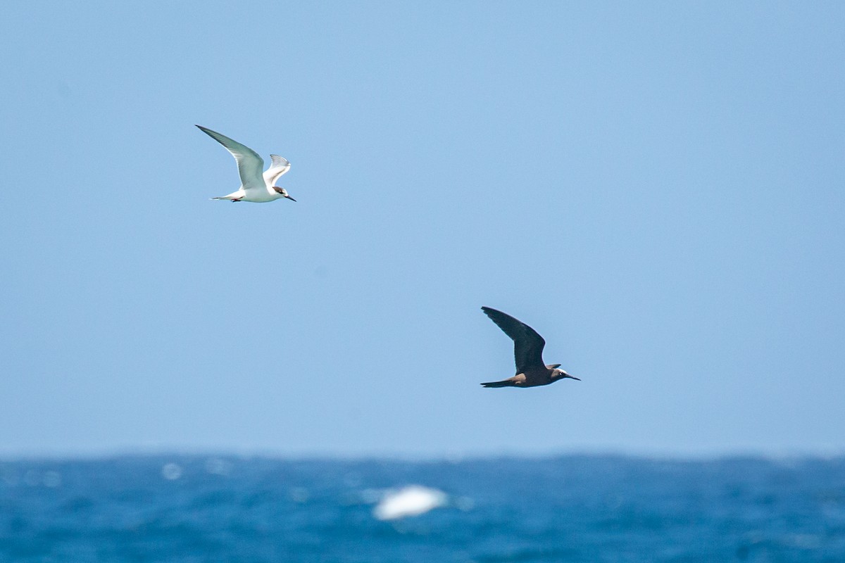 Brown Noddy - ML625663917