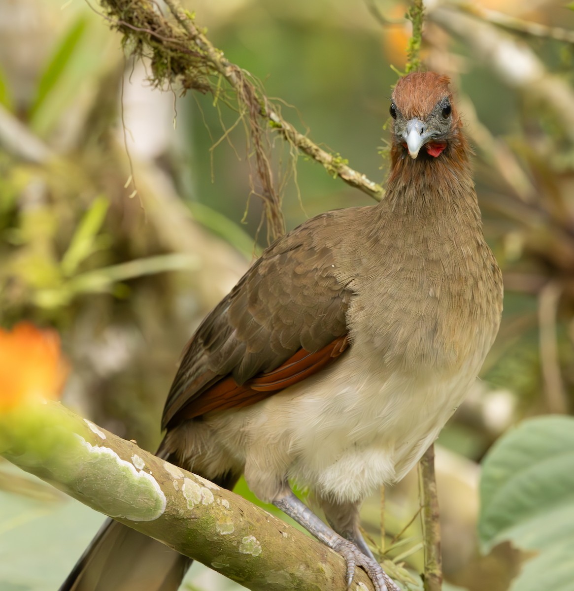 Rufous-headed Chachalaca - ML625663959