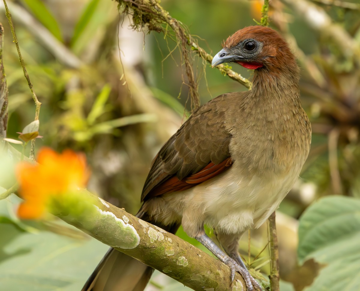 Rufous-headed Chachalaca - ML625663970