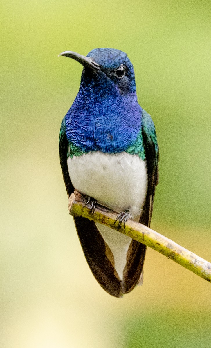 White-necked Jacobin - ML625663980