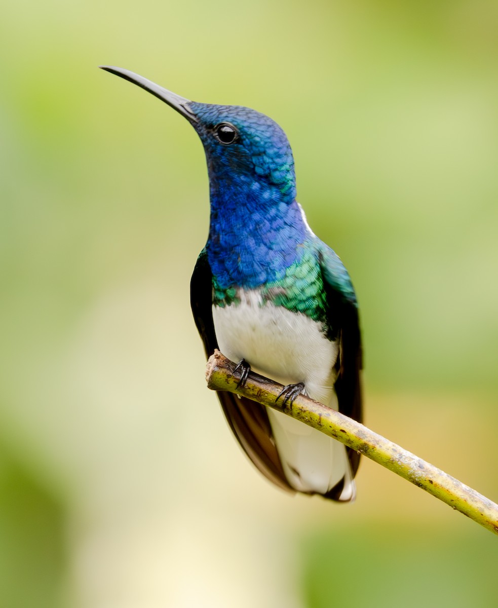 White-necked Jacobin - ML625663986