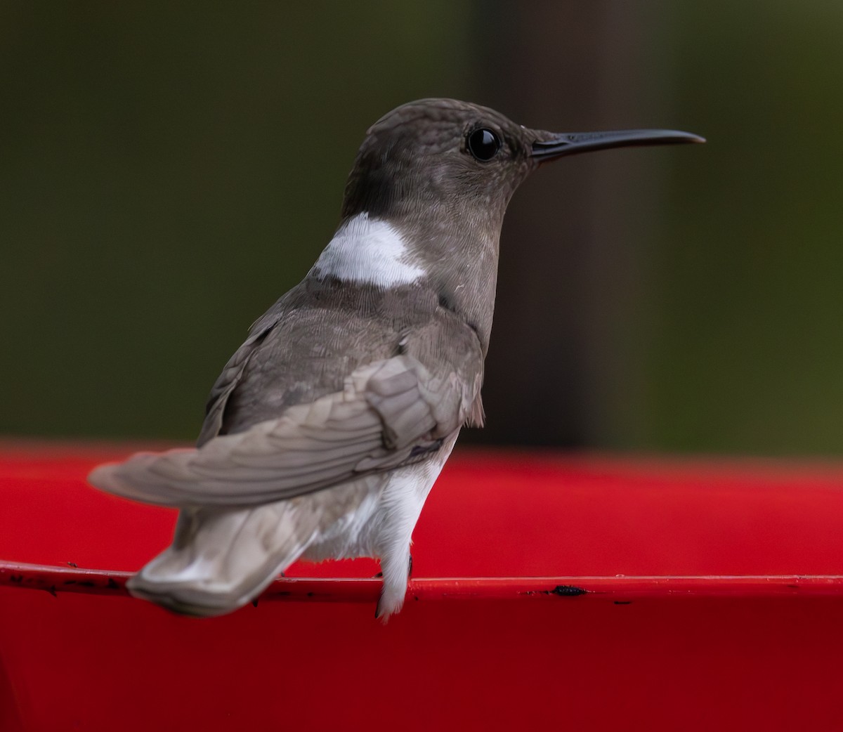 White-necked Jacobin - ML625664012