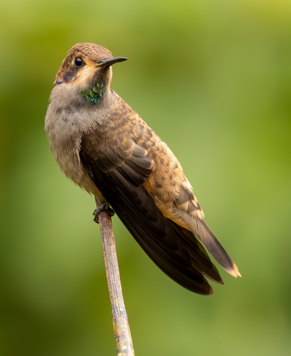 Brown Violetear - ML625664021