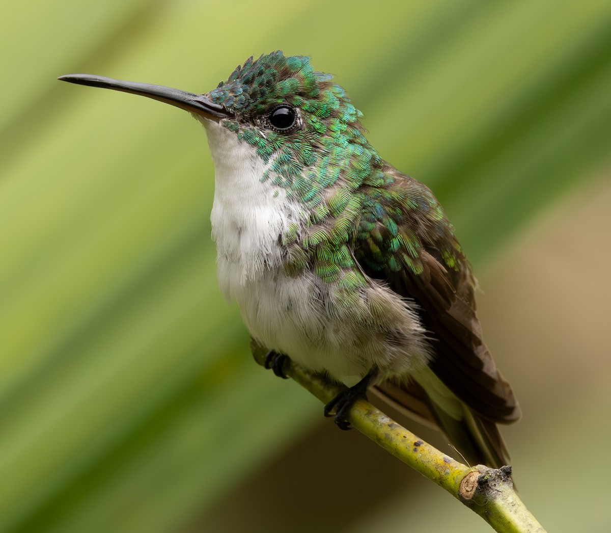 Andean Emerald - ML625664065