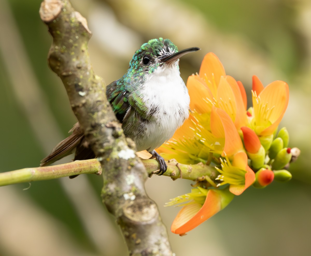 Andean Emerald - ML625664070