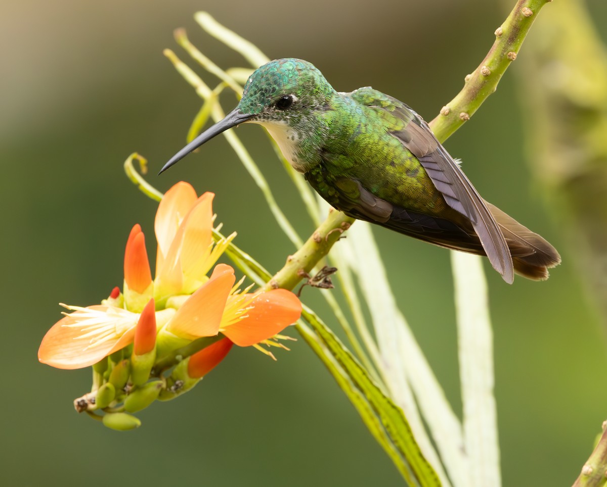 Andean Emerald - ML625664087