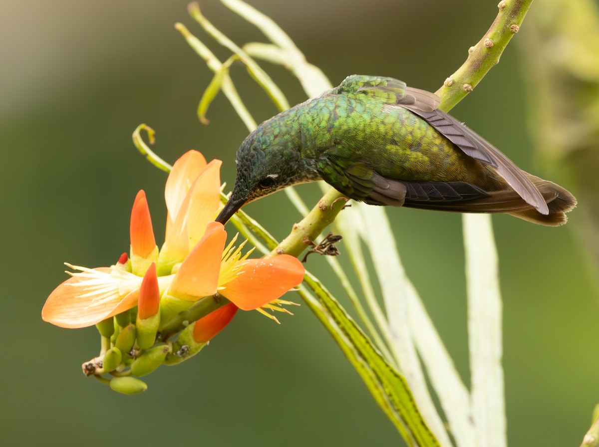 Andean Emerald - ML625664093