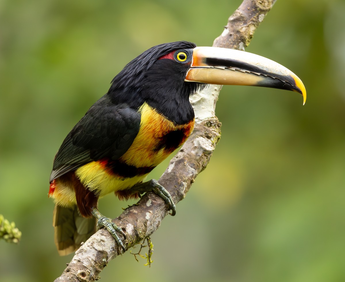 Collared Aracari (Pale-mandibled) - ML625664152