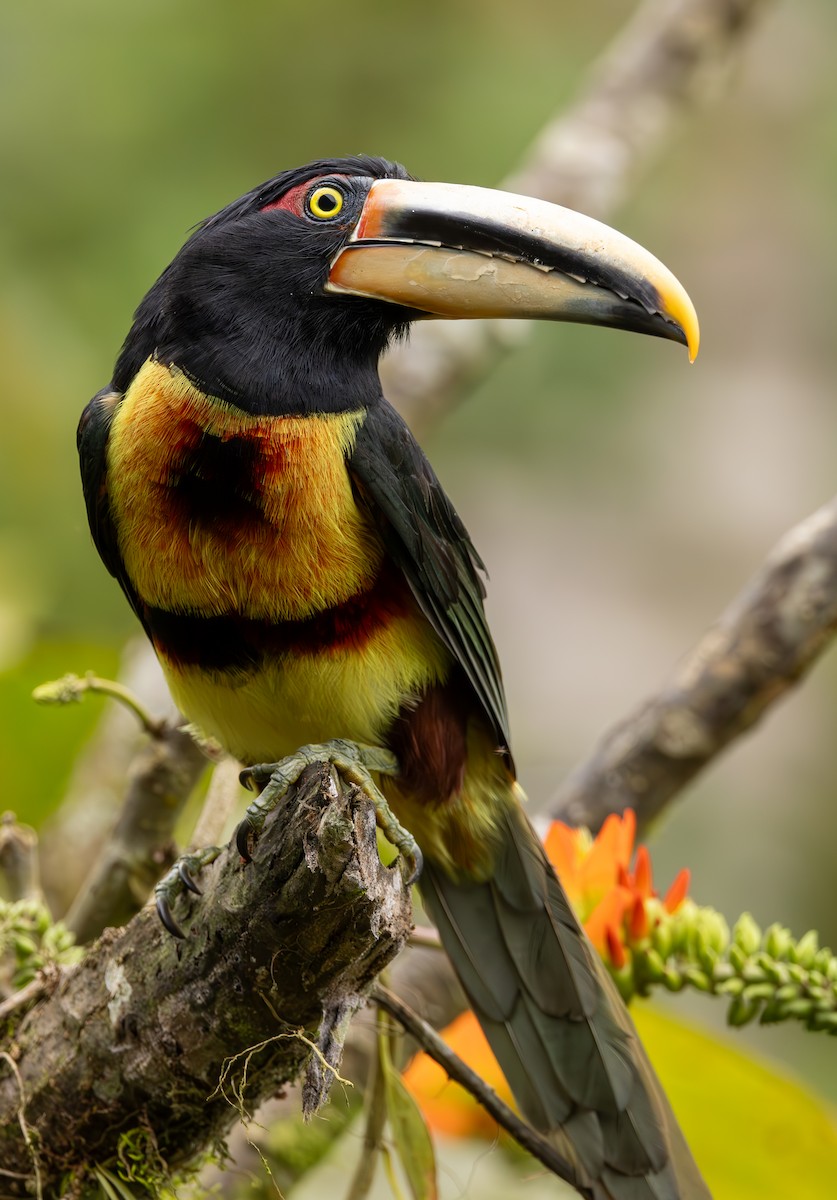 Collared Aracari (Pale-mandibled) - ML625664157