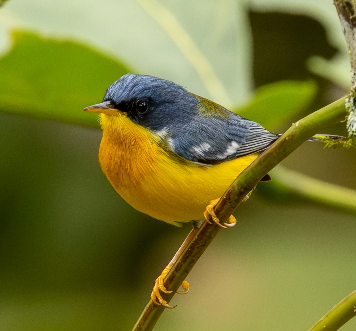 Tropical Parula - ML625664172