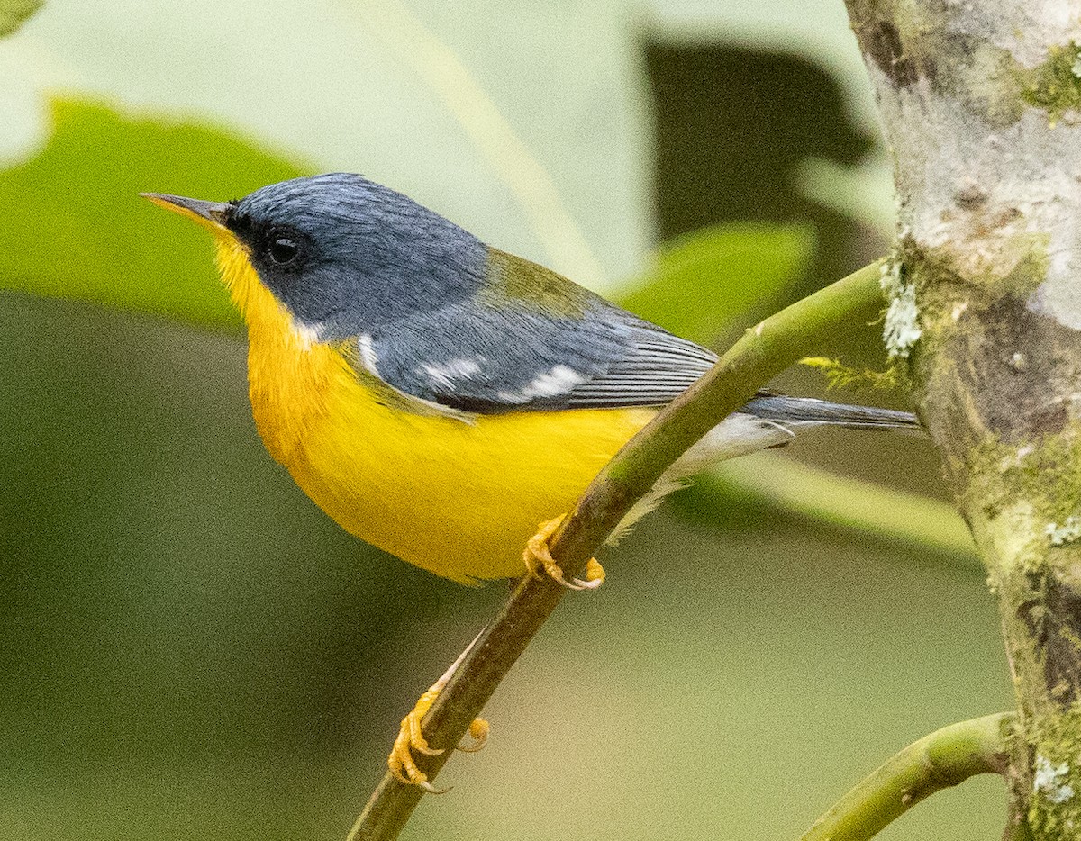 Tropical Parula - ML625664188