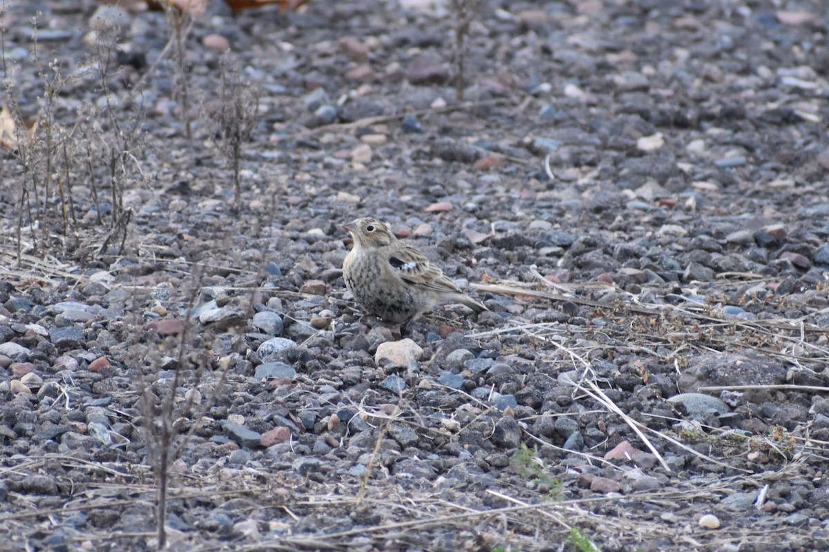 Chestnut-collared Longspur - ML625664189