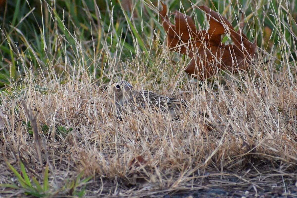 Chestnut-collared Longspur - ML625664190