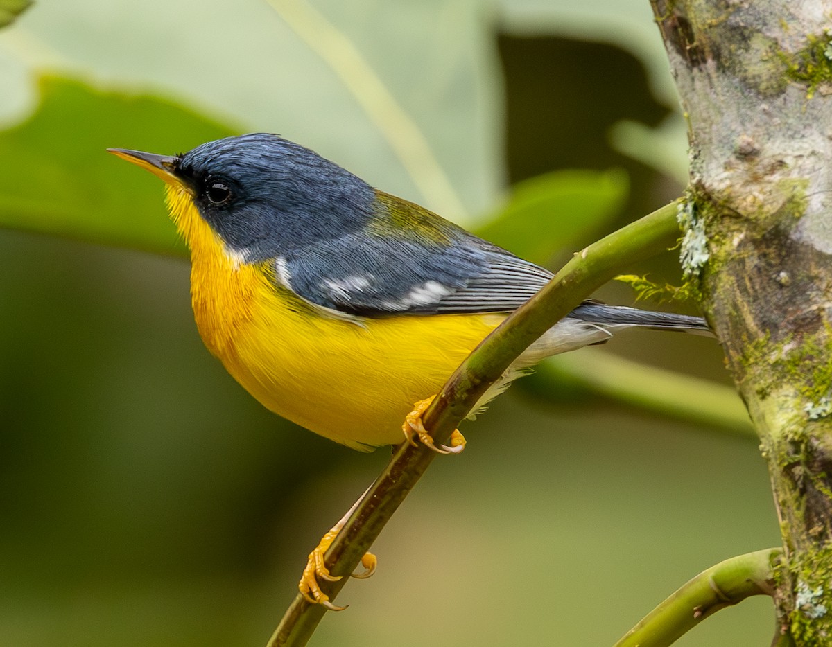 Tropical Parula - ML625664191