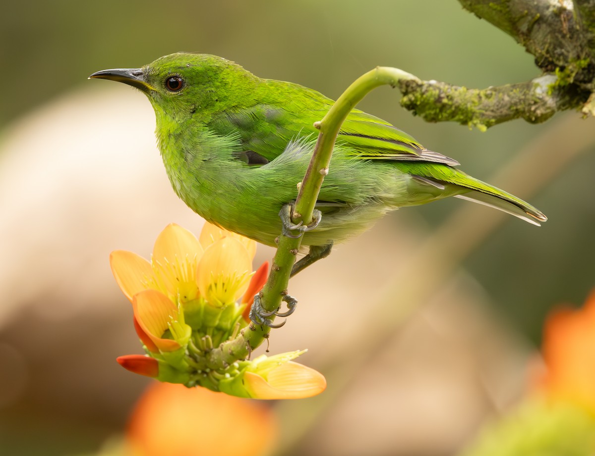 Green Honeycreeper - ML625664201