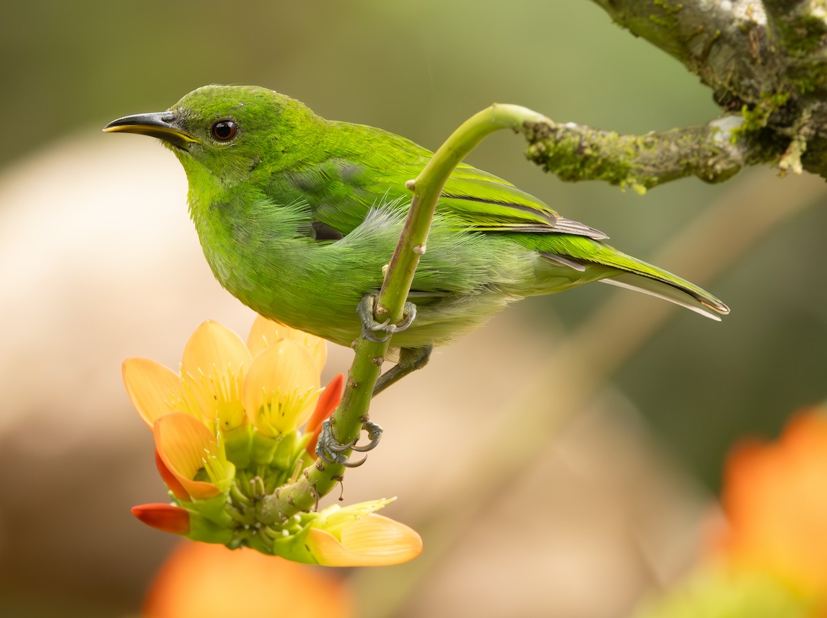 Green Honeycreeper - ML625664205