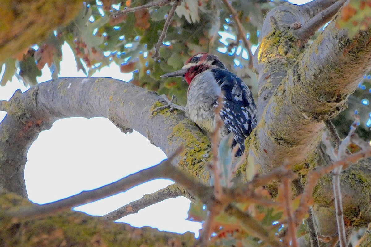 tanımsız Sphyrapicus sp. - ML625664387