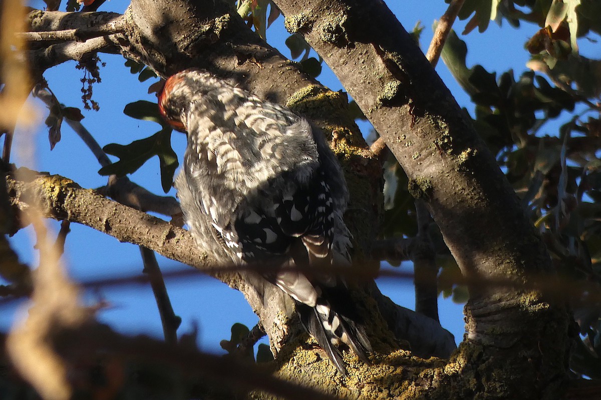 tanımsız Sphyrapicus sp. - ML625664388