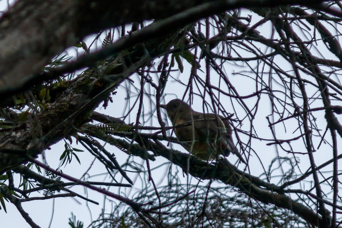 Clay-colored Thrush - ML625664520