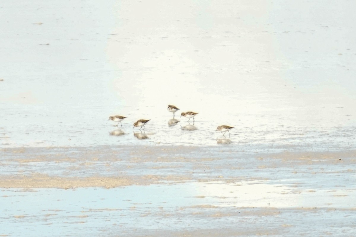 Baird's Sandpiper - ML625664522