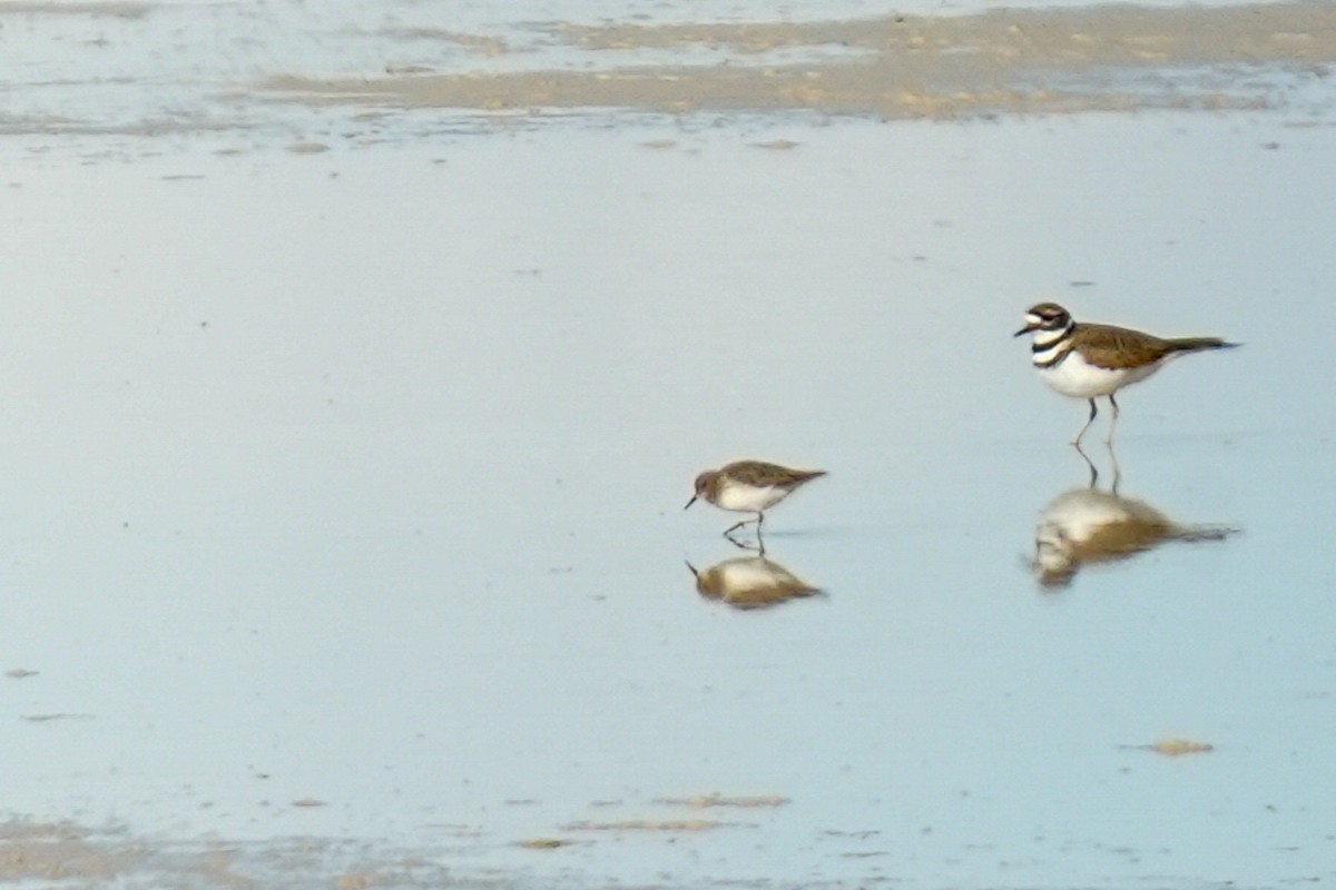 Baird's Sandpiper - ML625664523