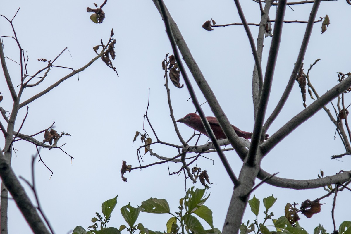 Summer Tanager - ML625664533
