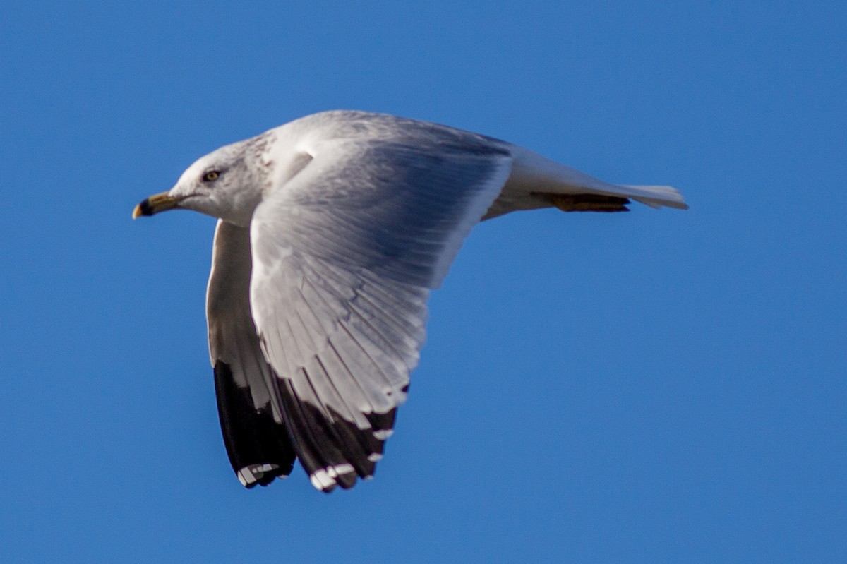 Ring-billed Gull - ML625664573