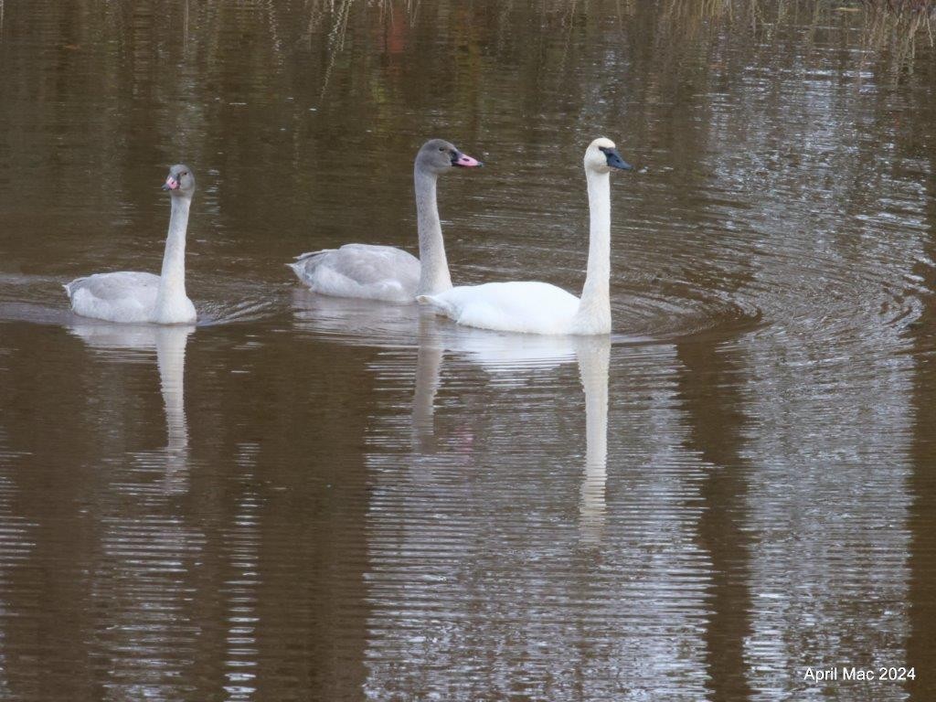 Trumpeter Swan - ML625664654