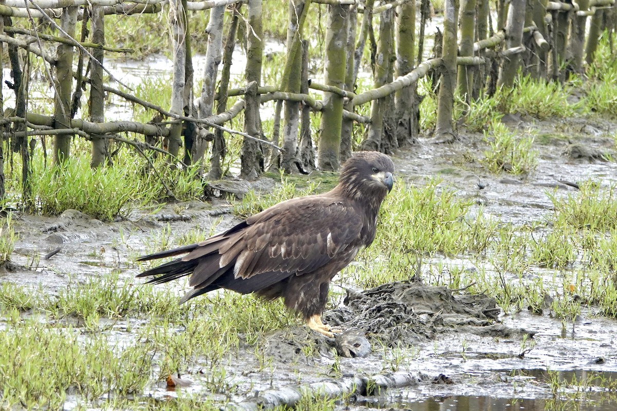 Bald Eagle - ML625664665