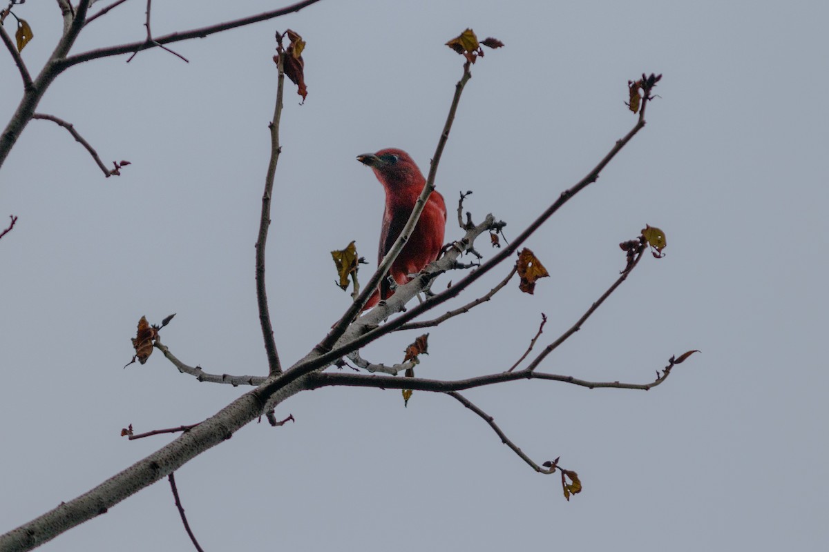 Summer Tanager - ML625664703