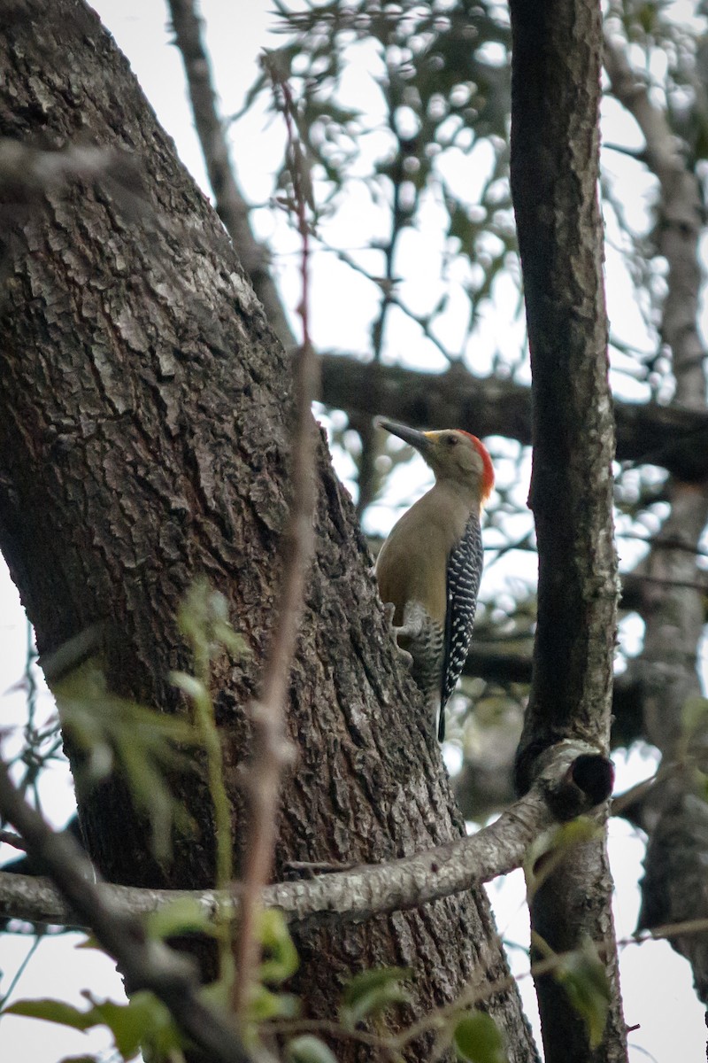 Golden-fronted Woodpecker - ML625664800
